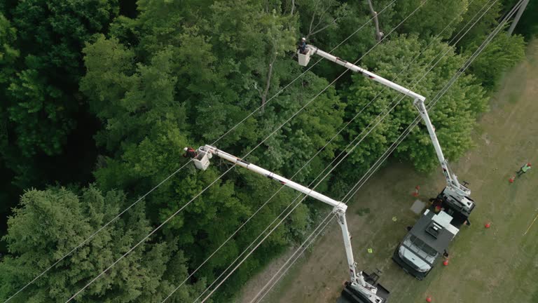 How Our Tree Care Process Works  in Wheat Ridge, CO